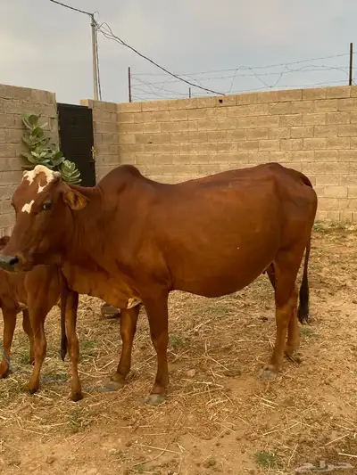 بقره للبيع index