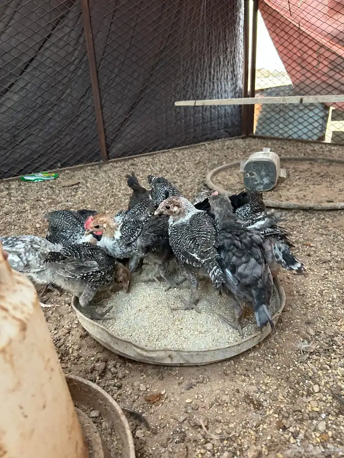 للبيع صوص فيومي 1