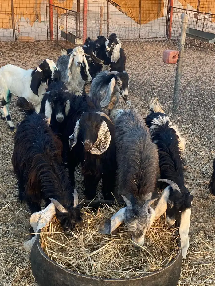 للبيع تيوس 0