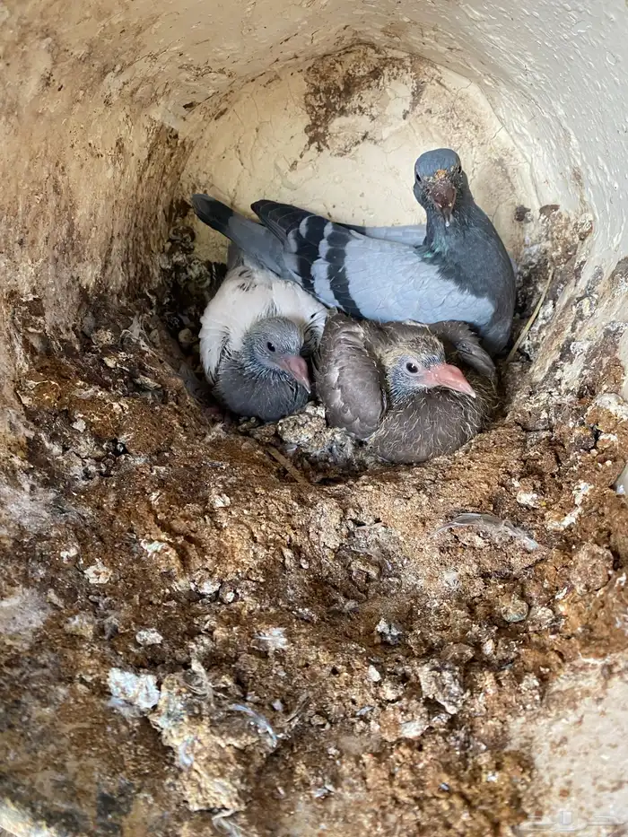 حمام مشكل فاخر سوبر جانبو 7