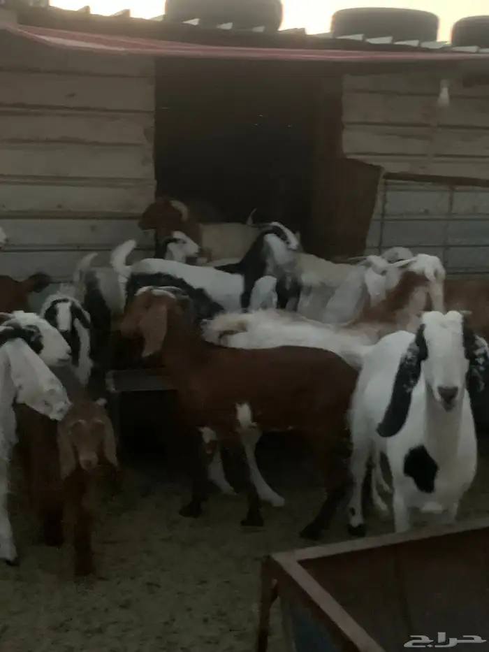 للبيع في الذيبية  حفرالباطن 9