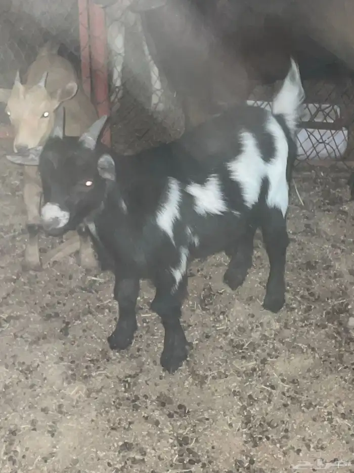 للبيع تيس قزمي 1