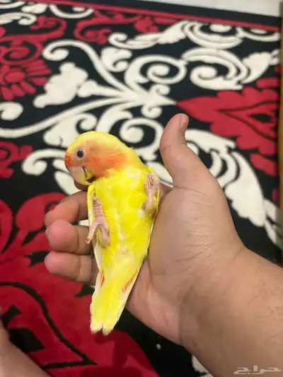 روز أليف index