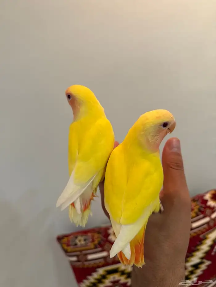 للبيع طيور روز اليفات ( تم البيع ) 0