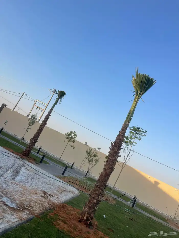 نخيل واشنطن للبيع بجميع انوواع المقاسات 4