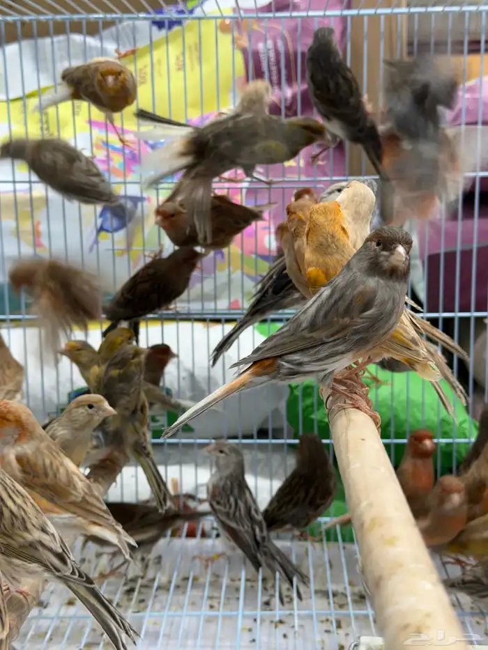 كناري اوروبي - جملة و فرادي 2