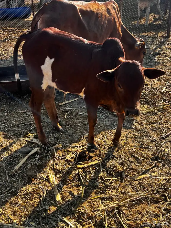 حسيل للبيع وحسيلة 1