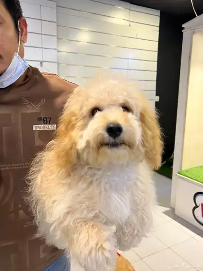 للبيع كلب جرو بودل مالتيبو مدرب و مطعم index