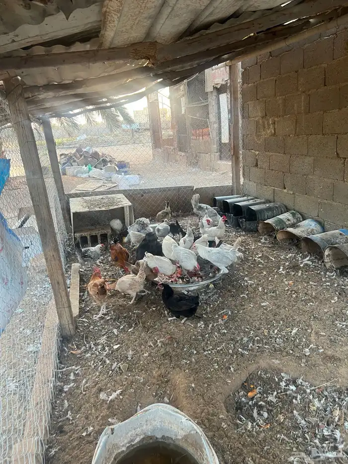 دجاج بياض للبيع 3