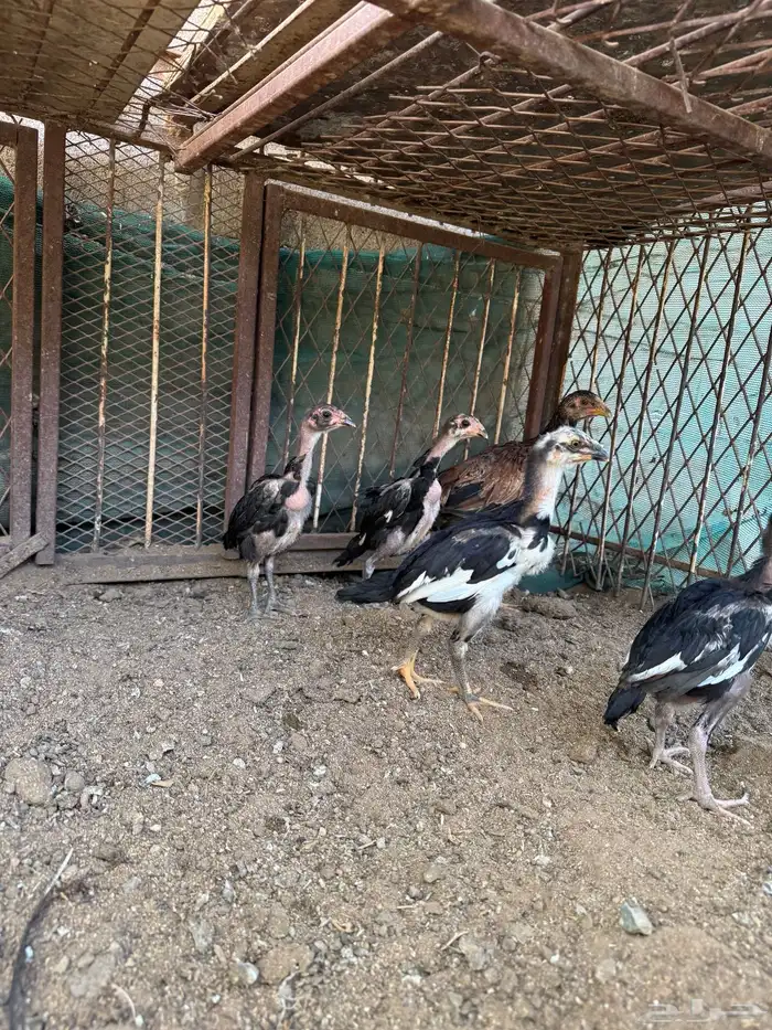 دجاج سندي دجاج تيلندي 2