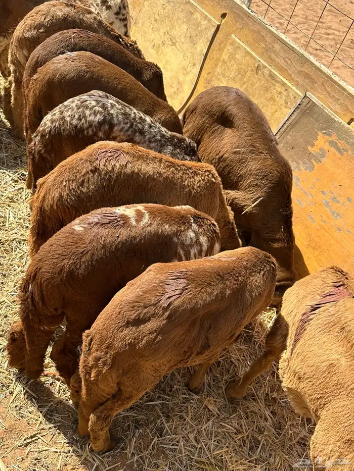 سواكنيات ورفيديات عمر 4 شهور مرابي 36