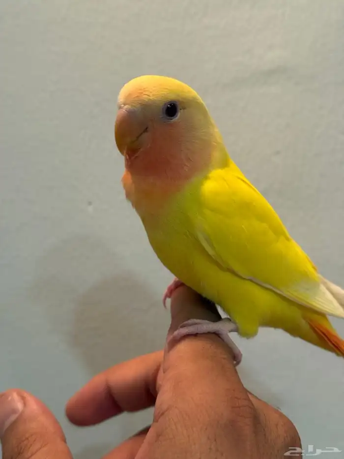 للبيع طيور روز اليفات ( تم البيع ) 10