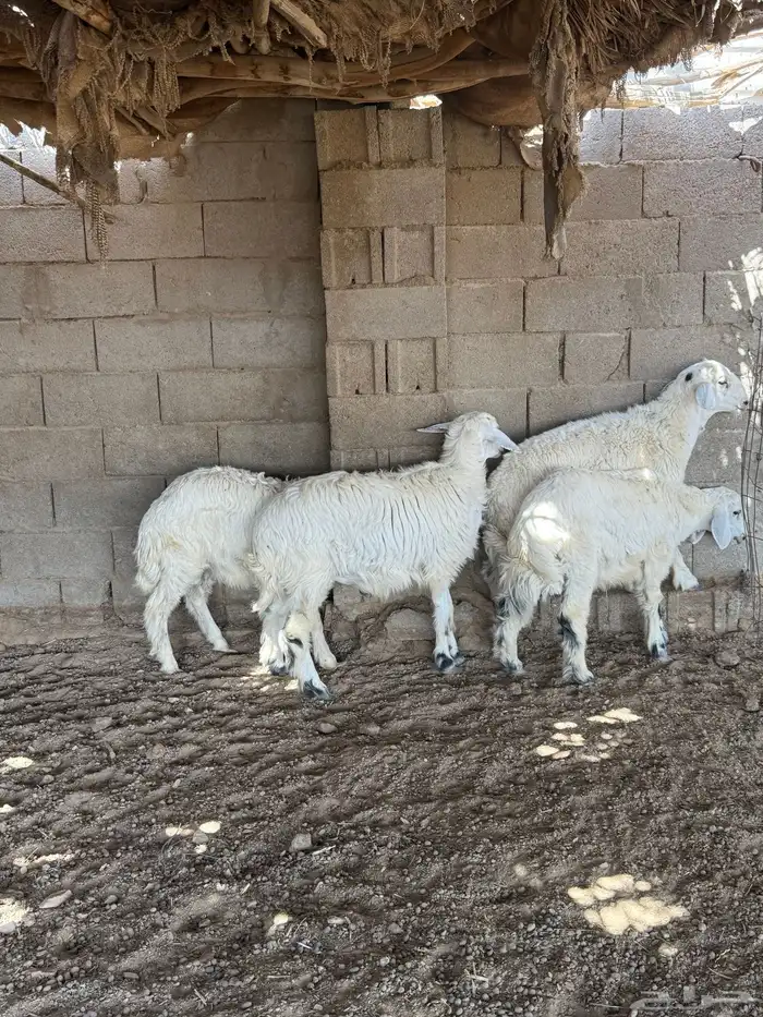 طليان فل الفل شحم من انتاج مراحي 13