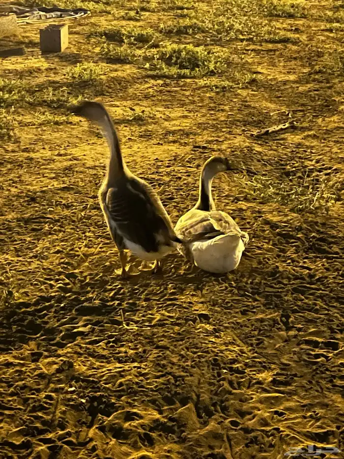 إناث وز عراقي اصيل بياض منتج ان شاءالله 2