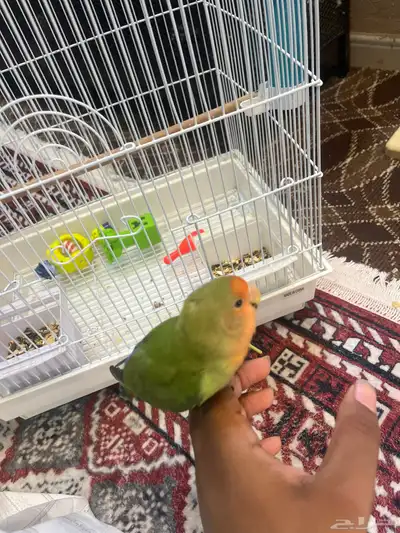 روز اليف هدد index