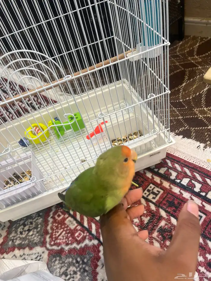 روز اليف هدد 1