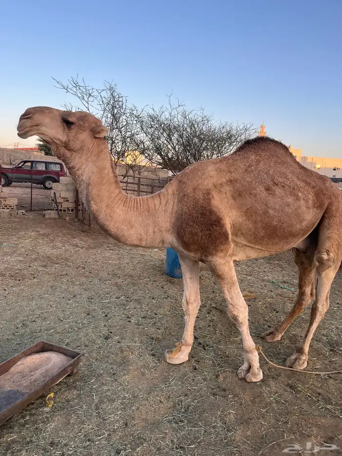 جمل للبع كفو السن سديس حمر مشروط 0