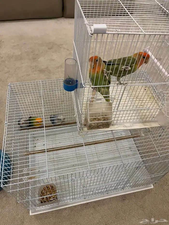 طيور روز زينة 2