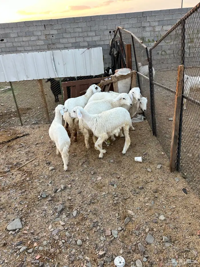 ذبائح الأكحل 9