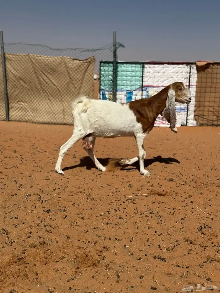 عنز مقنوي طيبه 0