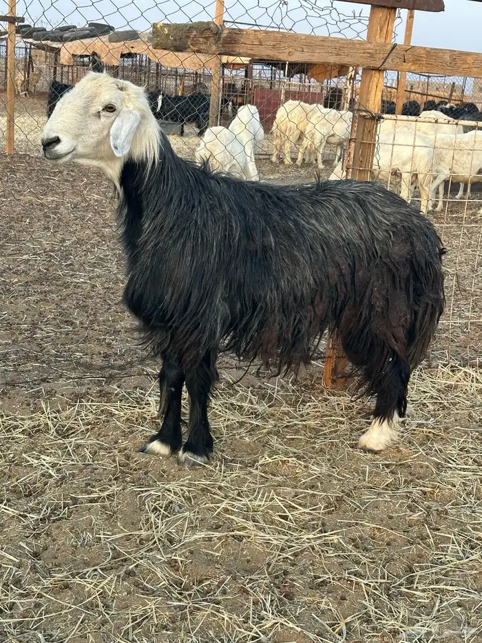 خروف نجدي مشروط 4