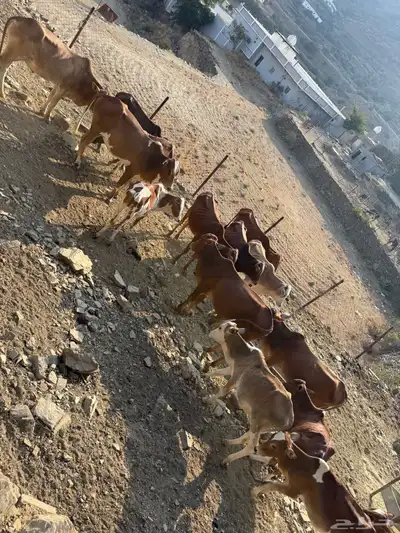 حسلان للبيع جمله 15 راس بسعر 3500 لرأس index