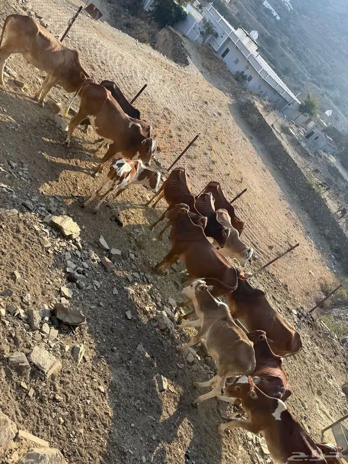 حسلان للبيع جمله 15 راس بسعر 3500 لرأس 6