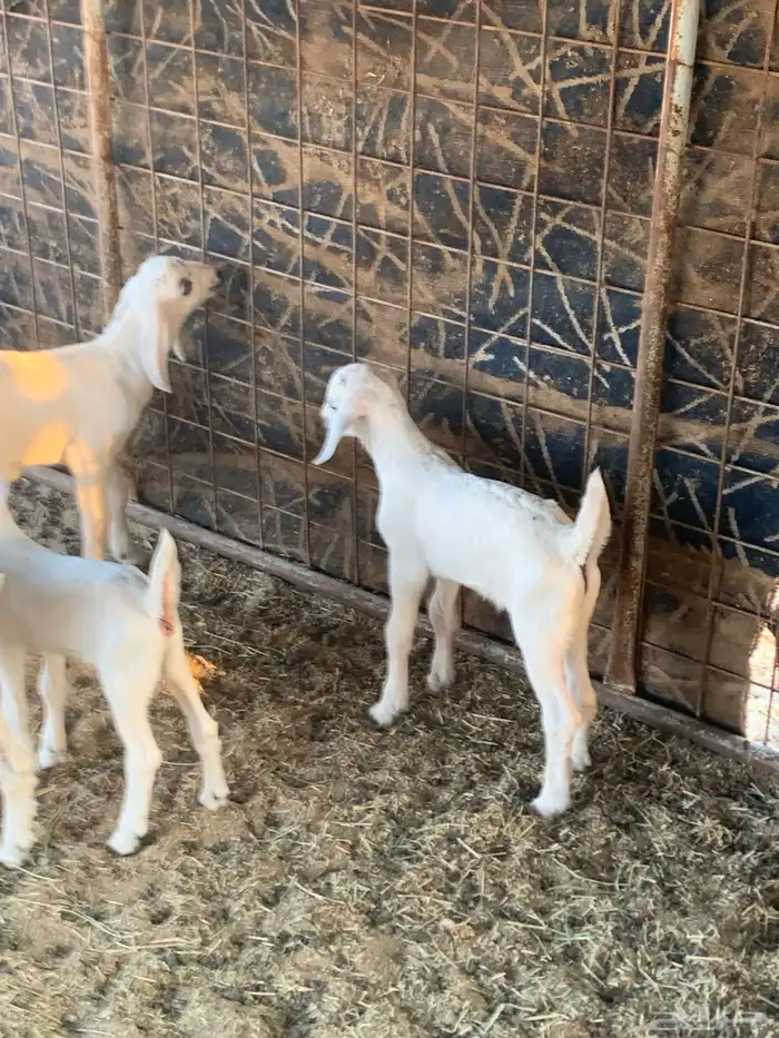 للبيع معزا بيشيات مواليد( تم البيع 6