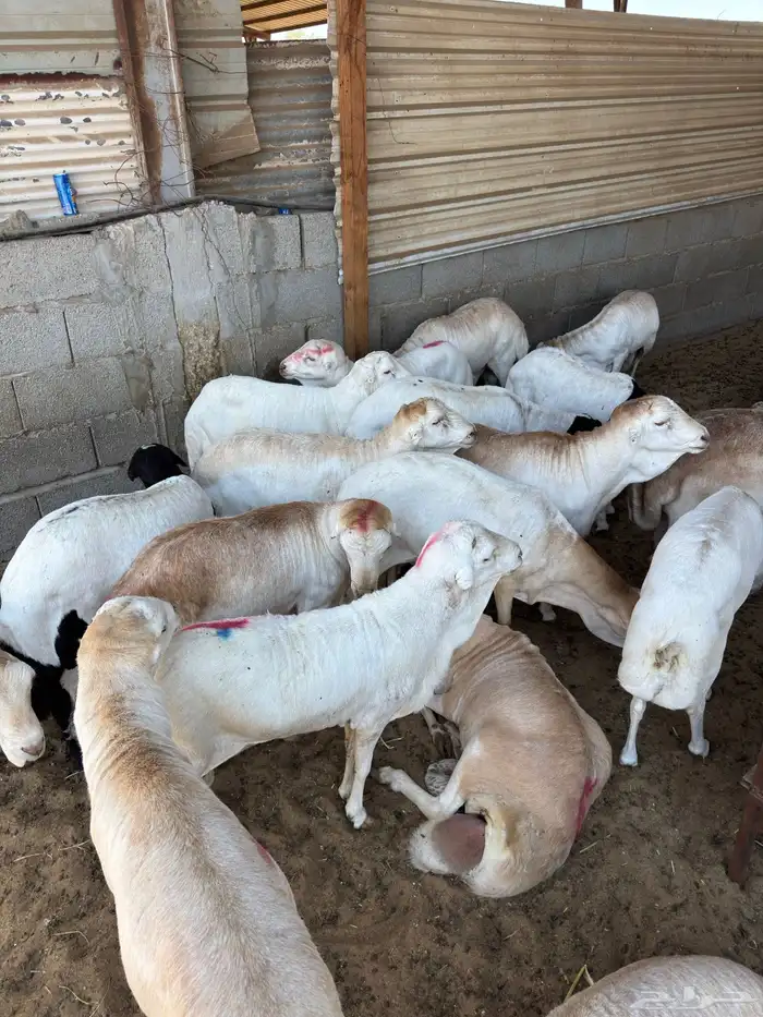 غنم رفيدي حبشي 2