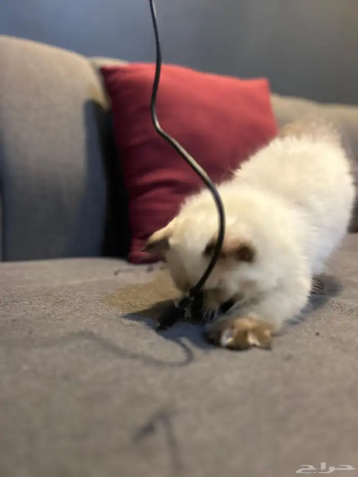 قطوتين للبيع 26