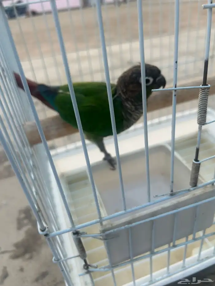 كنيور قرين شك 6