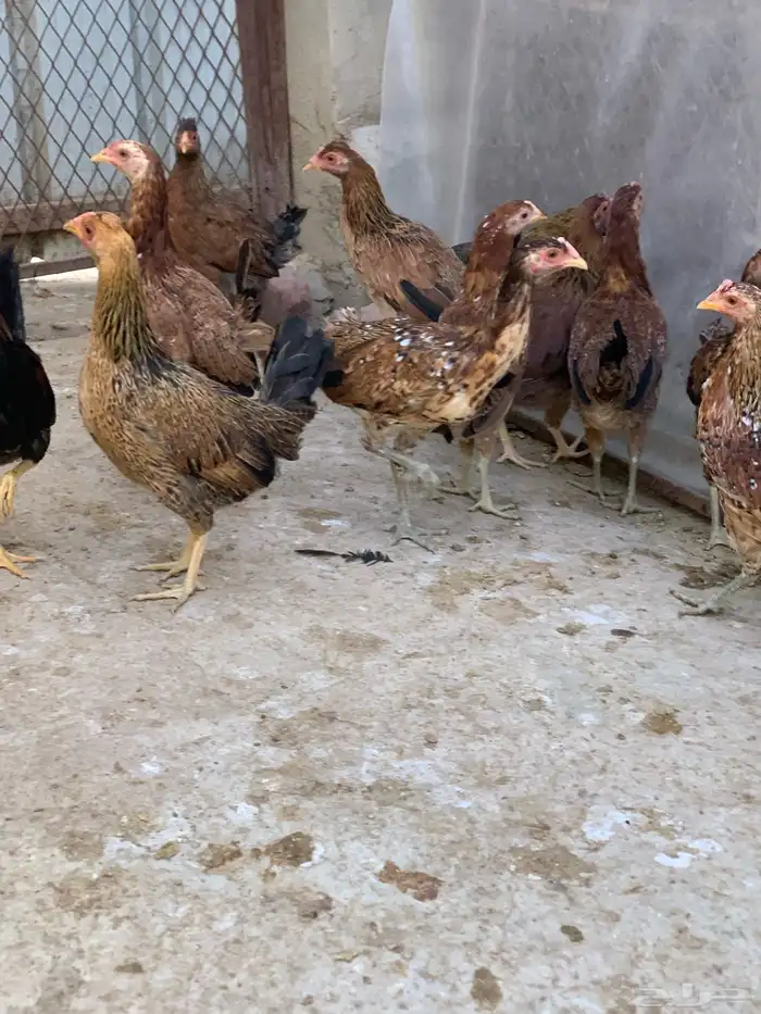 دجاج بلدي اصيل فري وماكنتوش( تم البيع. ) 8