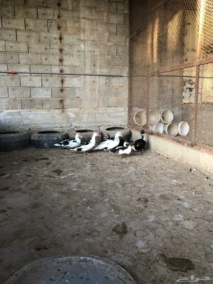 بط مصري بياض منتج 0