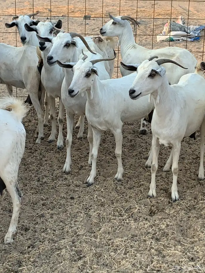 للبيع معزا بيشيات مواليد( تم البيع 0