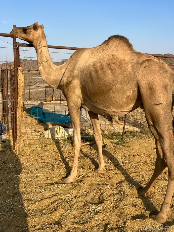 نياق لقحات بيولدن من 6600 6