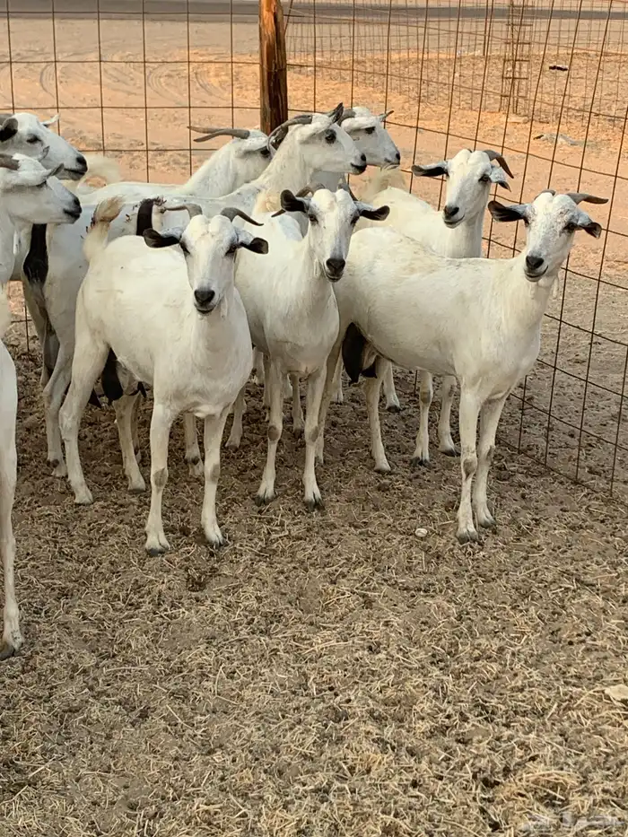 للبيع معزا بيشيات مواليد( تم البيع 4