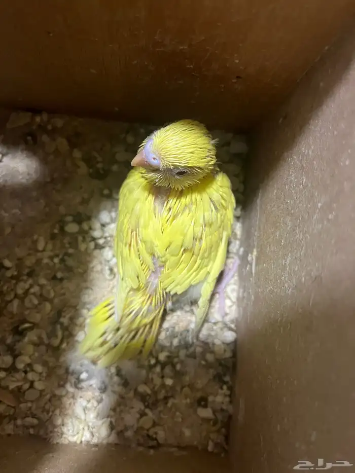 فرخ طيورحب الالوان ابيض واصفر والعيون حمر وصحت الطير طيبه 4