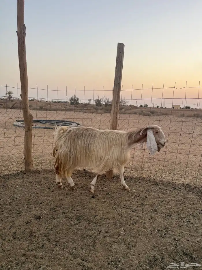 عنز دافع سونار 2