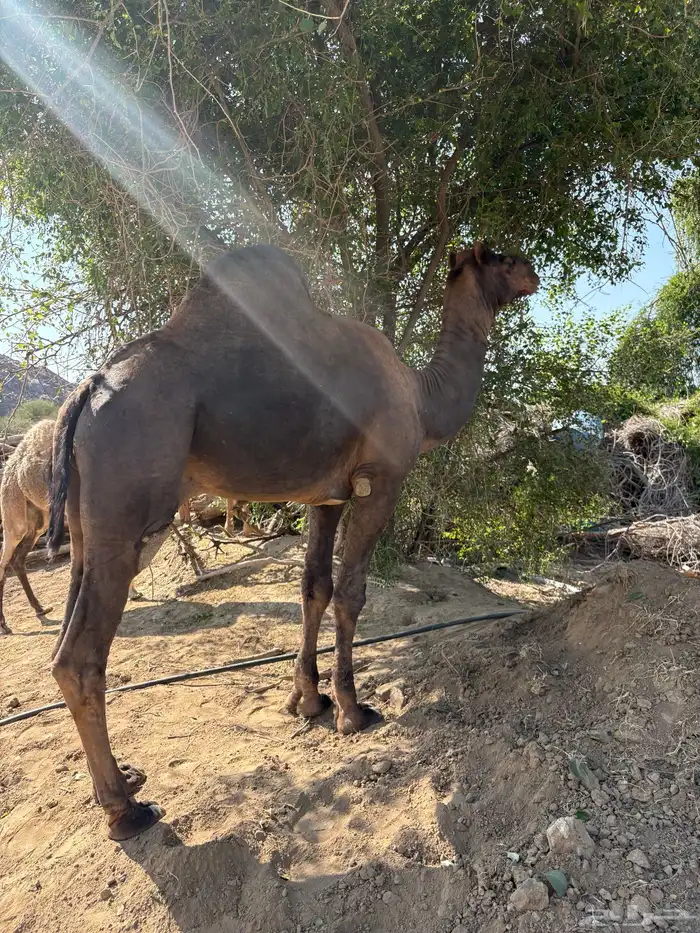 جمل ساحلي كفو 2