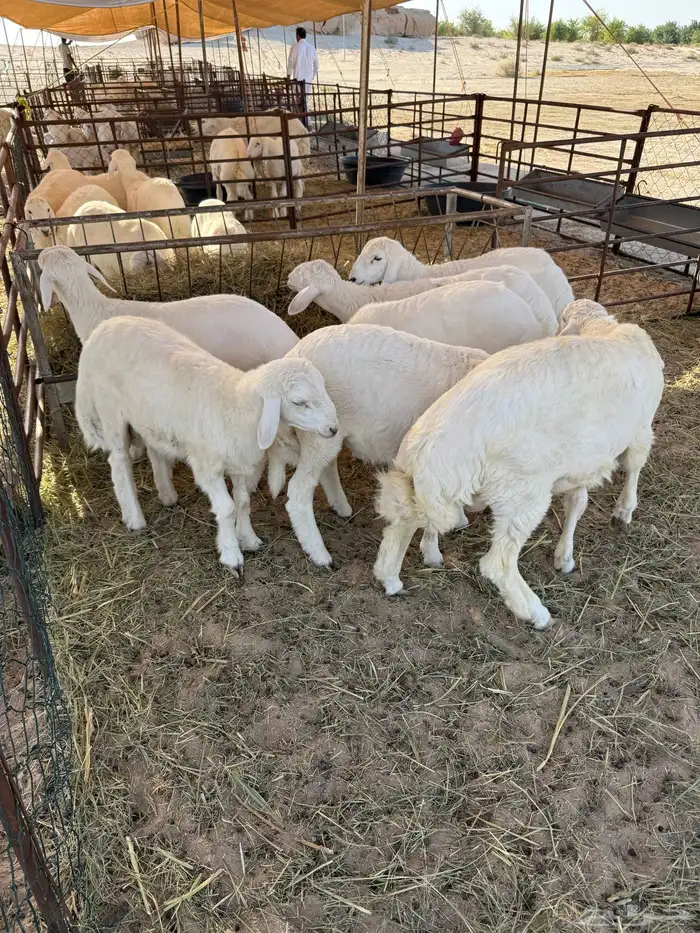 خرفان حريات 0