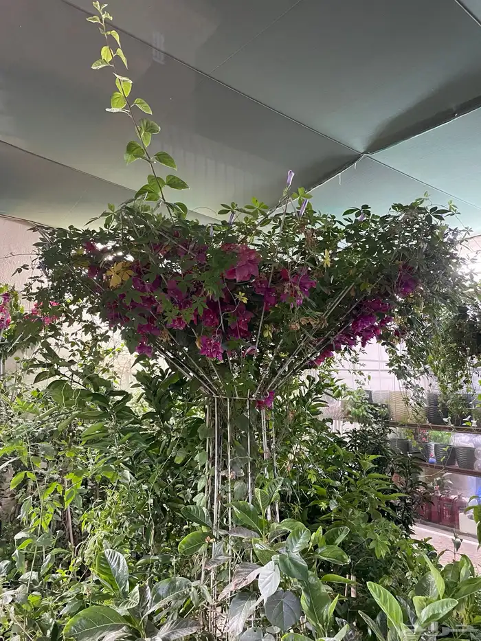 ستاندات للجهنمية و المتسلقات 0