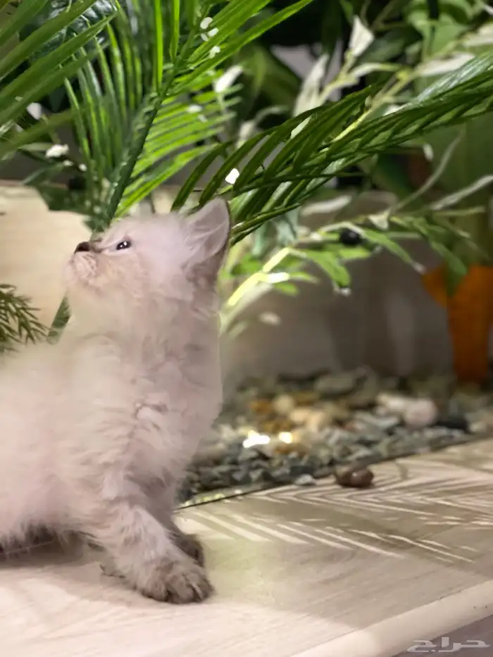 قطط هملايا بيوور 8