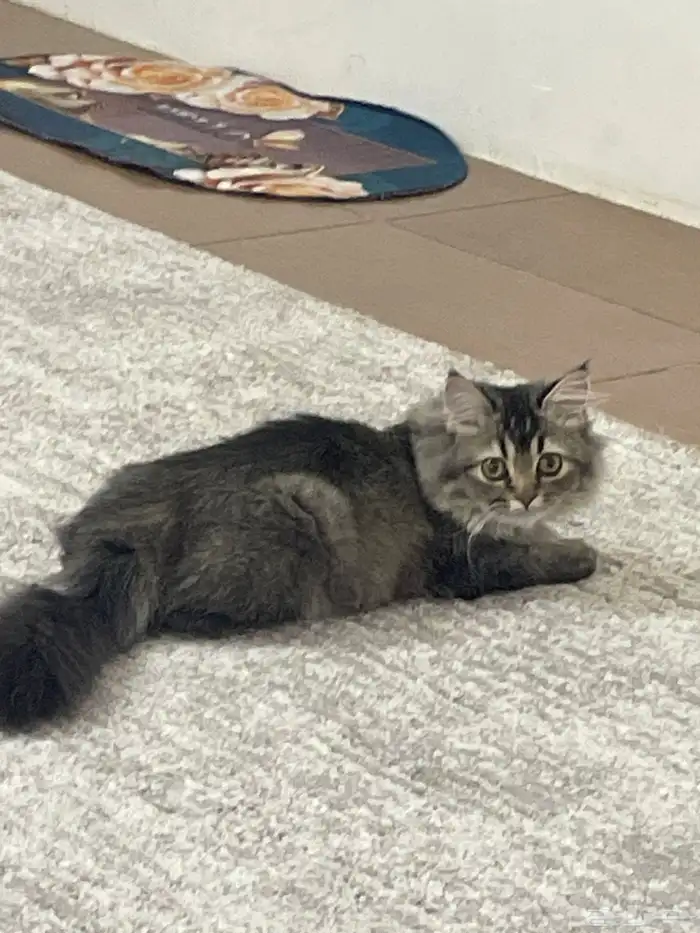 بسه مخلوط شيرازي وهمالايا قط 5