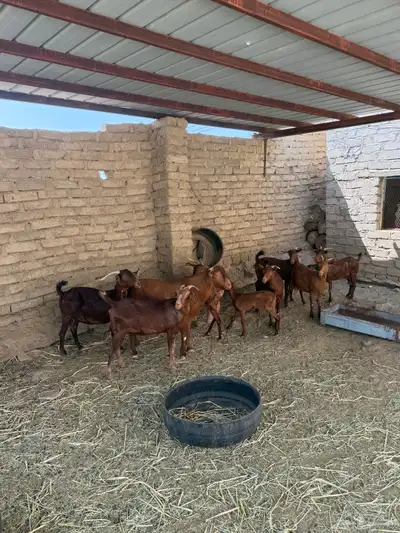 غنم مقاني العدد8 البهم واحد والباقي دفيع index