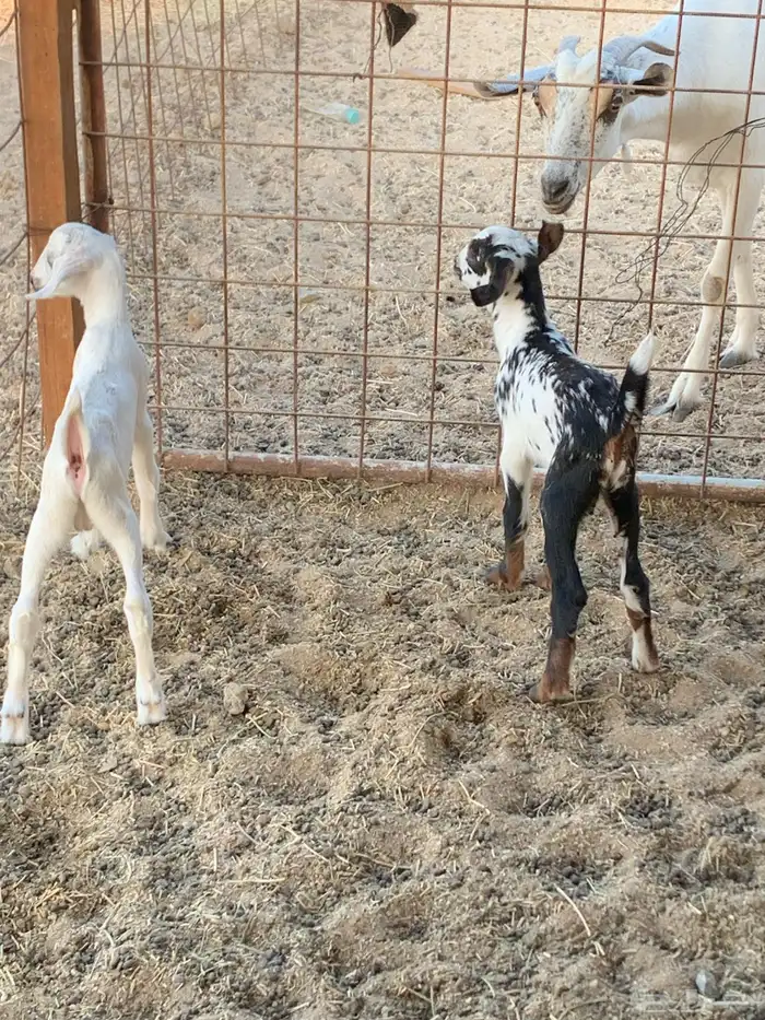 للبيع معزا بيشيات مواليد( تم البيع 8