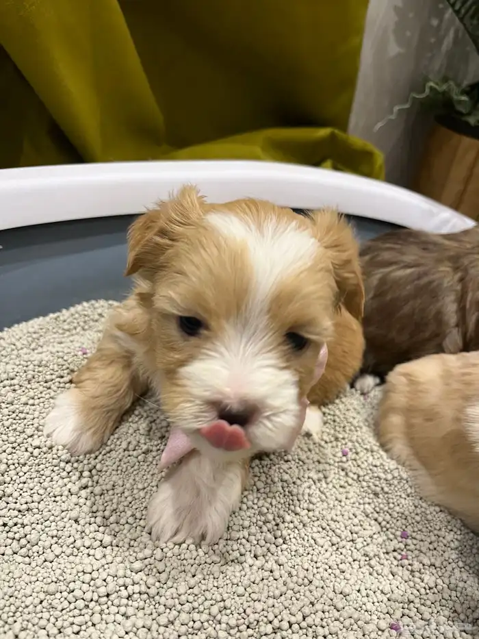 كلبة زينه للبيع معها عياله 0