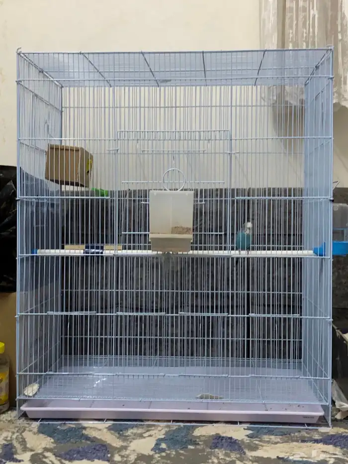 طيور الحب 13