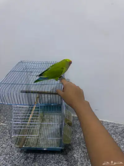 طير روز عمر8شهور على كلاام رعيه اول طير مشروط الجنس مجهول index