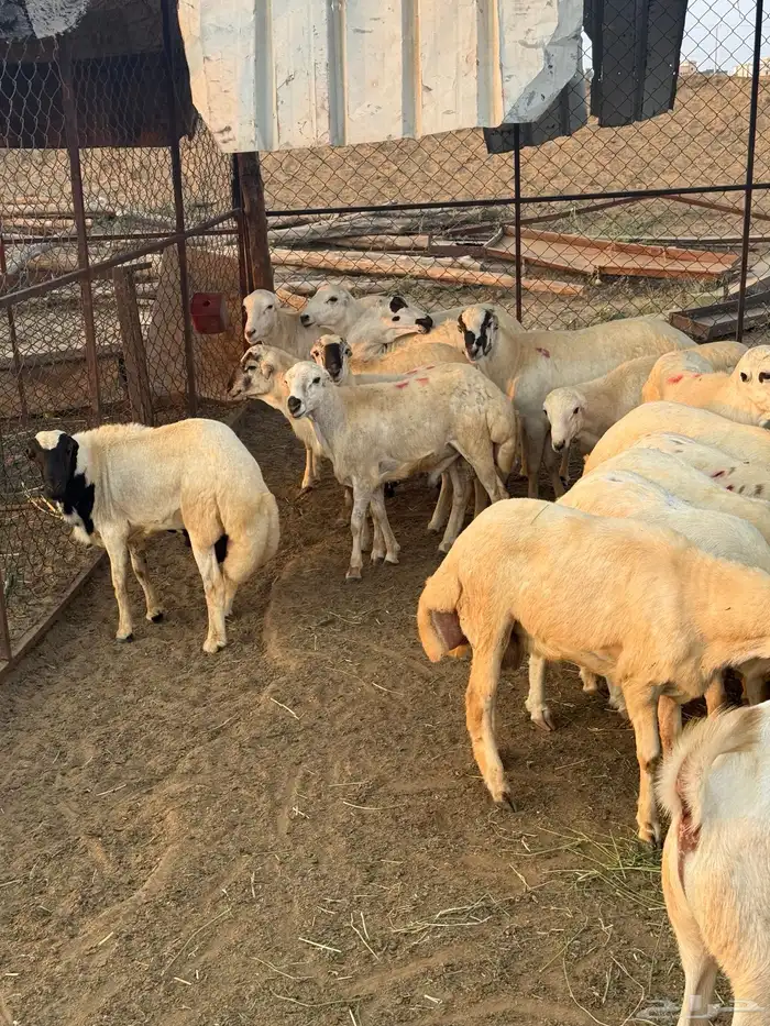 خرفان كباشة بلدي 1