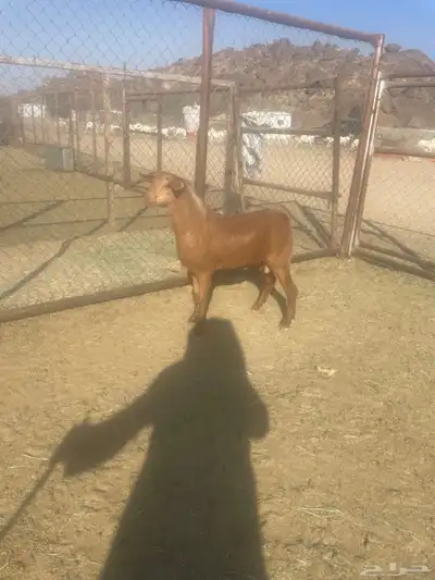 مشروع فحل للبيع index